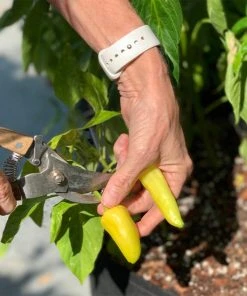 Brighter Blooms Patio Hot Pepper Garden House & Patio