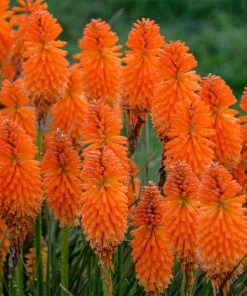 Brighter Blooms Pyromania® ‘Orange Blaze’ Red Hot Poker Plant SHOP ALL