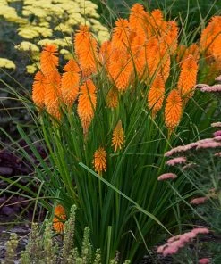 Brighter Blooms Pyromania® ‘Orange Blaze’ Red Hot Poker Plant SHOP ALL