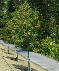 Brighter Blooms Hot Wings® Maple Tree