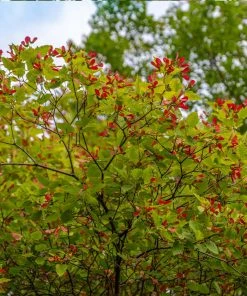 Brighter Blooms Hot Wings® Maple Tree