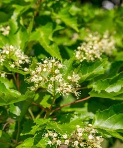 Brighter Blooms Hot Wings® Maple Tree