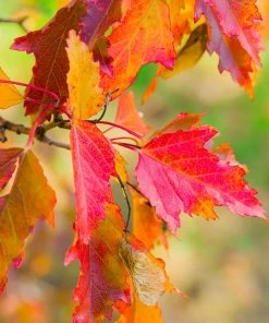 Brighter Blooms Hot Wings® Maple Tree