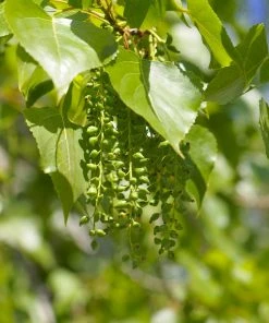 Brighter Blooms Hybrid Poplar Tree Shade Trees
