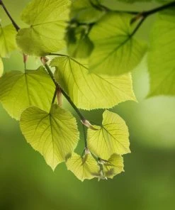 Brighter Blooms Hybrid Poplar Tree Shade Trees
