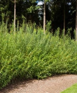 Brighter Blooms Arborvitae Trees Willow Hybrid Tree