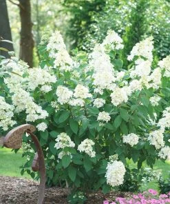 Brighter Blooms Fire Light® Hydrangea Shrub