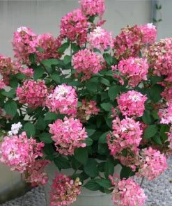 Brighter Blooms Fire Light® Hydrangea Shrub