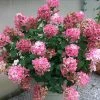 NO WARRANTY Fire Light® Hydrangea Shrub Shrubs & Hedges
