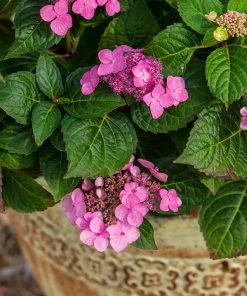 Brighter Blooms Shrubs & Hedges Endless Summer® Pop Star™ Hydrangea