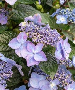 Brighter Blooms Shrubs & Hedges Endless Summer® Pop Star™ Hydrangea