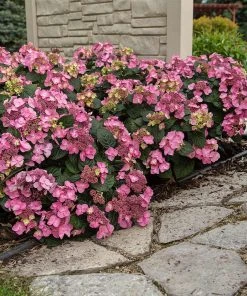 Brighter Blooms Shrubs & Hedges Endless Summer® Pop Star™ Hydrangea