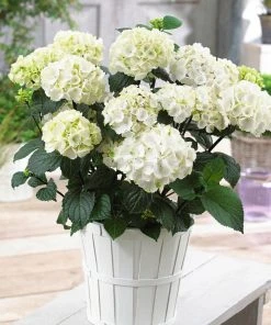 Brighter Blooms Onyx™ Zebra Hydrangea Shrubs & Hedges