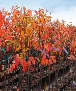 Brighter Blooms Kwanzan Cherry Tree