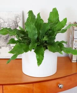 Brighter Blooms Crocodile Fern Ferns