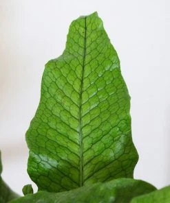 Brighter Blooms Crocodile Fern Ferns