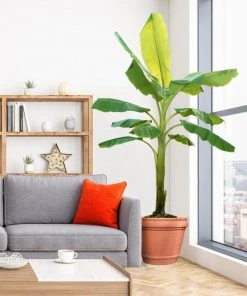 Brighter Blooms Ice Cream Banana Tree