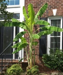 Brighter Blooms Ice Cream Banana Tree