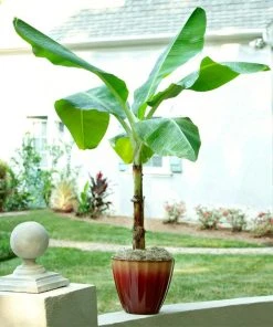 Brighter Blooms Ice Cream Banana Tree