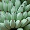 Brighter Blooms Ice Cream Banana Tree