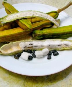 Brighter Blooms Ice Cream Bean Tree