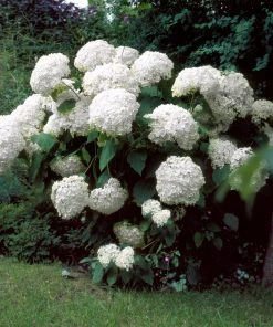 Brighter Blooms Incrediball® Hydrangea Shrub