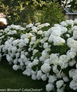 Brighter Blooms Incrediball® Hydrangea Shrub