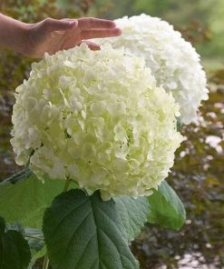 Brighter Blooms Incrediball® Hydrangea Shrub