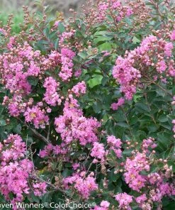 Brighter Blooms Infinitini® Brite Pink Dwarf Crape Myrtle Tree Crape Myrtles