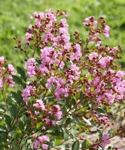 Brighter Blooms Infinitini® Orchid Dwarf Crape Myrtle Tree