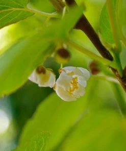 Brighter Blooms Fruit Trees Cold Hardy Kiwi (Issai Arctic Kiwi) Plant