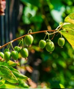 Brighter Blooms Fruit Trees Cold Hardy Kiwi (Issai Arctic Kiwi) Plant