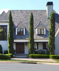 Brighter Blooms Italian Cypress Tree New Trees
