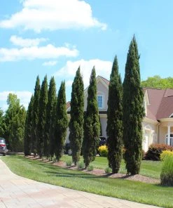 Brighter Blooms Italian Cypress Tree Evergreen & Privacy