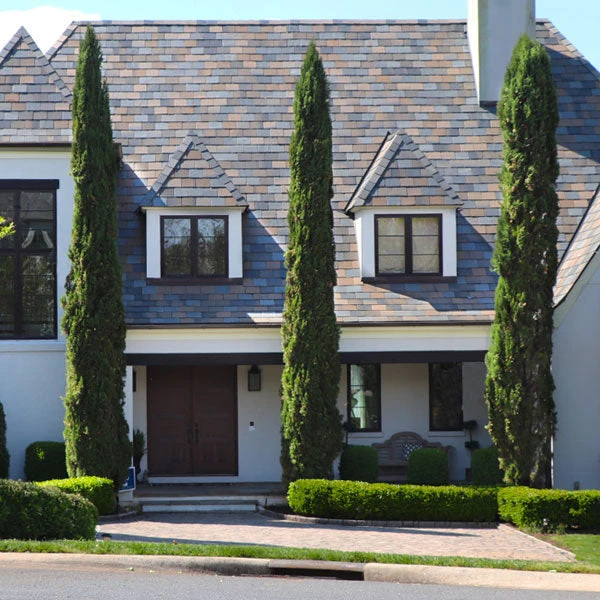 Brighter Blooms Italian Cypress Tree New Trees 1 Brighter Blooms Italian Cypress Tree New Trees