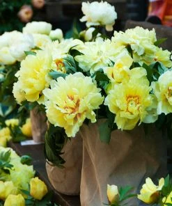 Brighter Blooms Bartzella Peony Shrubs & Hedges 9 Brighter Blooms Bartzella Peony Shrubs & Hedges