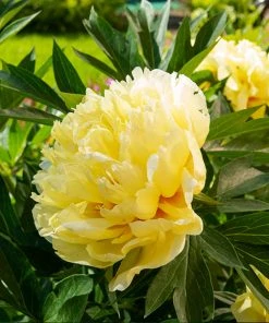 Brighter Blooms Bartzella Peony Shrubs & Hedges