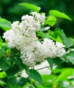 Brighter Blooms Ivory Silk Japanese Lilac Tree Shrubs & Hedges