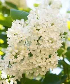 Brighter Blooms Ivory Silk Japanese Lilac Tree Shrubs & Hedges