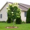 Brighter Blooms Ivory Silk Japanese Lilac Tree Shrubs & Hedges