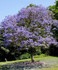 Brighter Blooms Jacaranda Tree