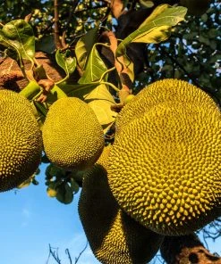 Brighter Blooms Jackfruit Tree Fruit Trees