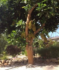 Brighter Blooms Jackfruit Tree Fruit Trees