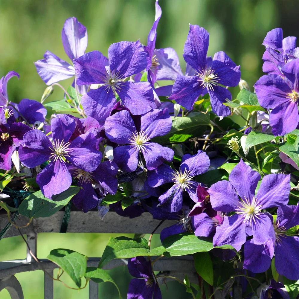 Brighter Blooms Jackmanii Clematis Vine 2 Brighter Blooms Jackmanii Clematis Vine
