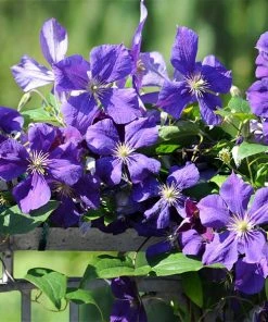 Brighter Blooms Jackmanii Clematis Vine