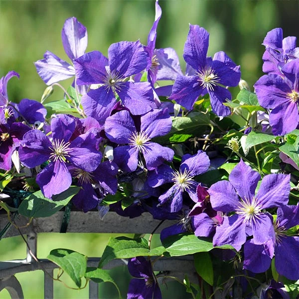 Brighter Blooms Jackmanii Clematis Vine 1 Brighter Blooms Jackmanii Clematis Vine