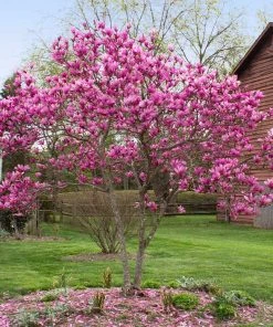 Brighter Blooms Flowering Trees Jane Magnolia Tree