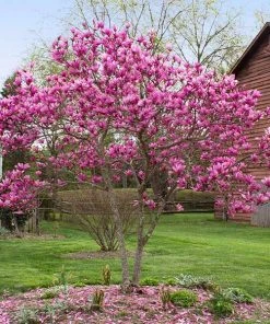 Brighter Blooms Flowering Trees Jane Magnolia Tree