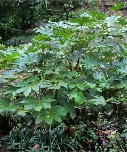 Brighter Blooms Japanese Aralia Plant