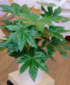 Brighter Blooms Japanese Aralia Plant